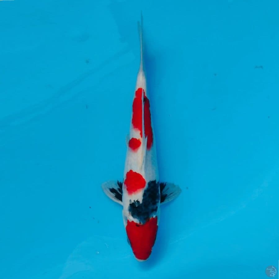 TATEGOI RED SHOWA SKIN HALUS 26CM MALE