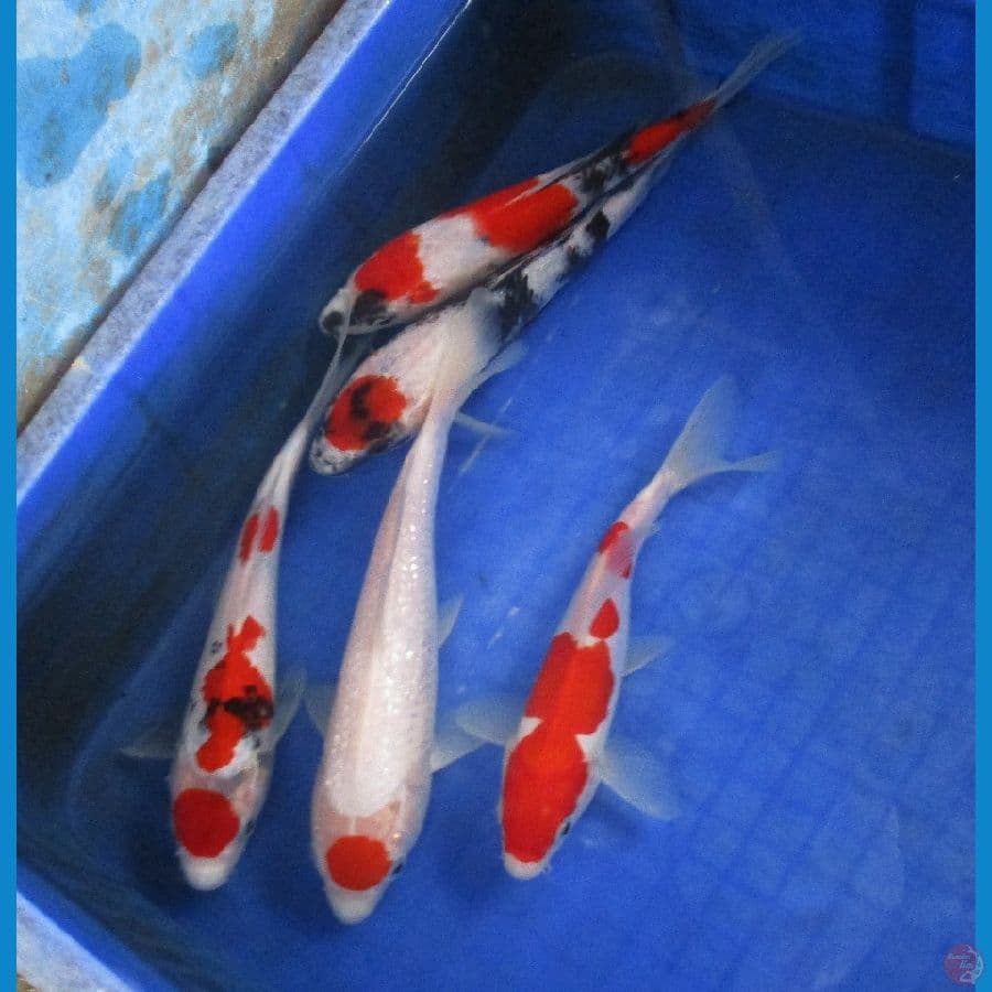 paket ±20-23cm