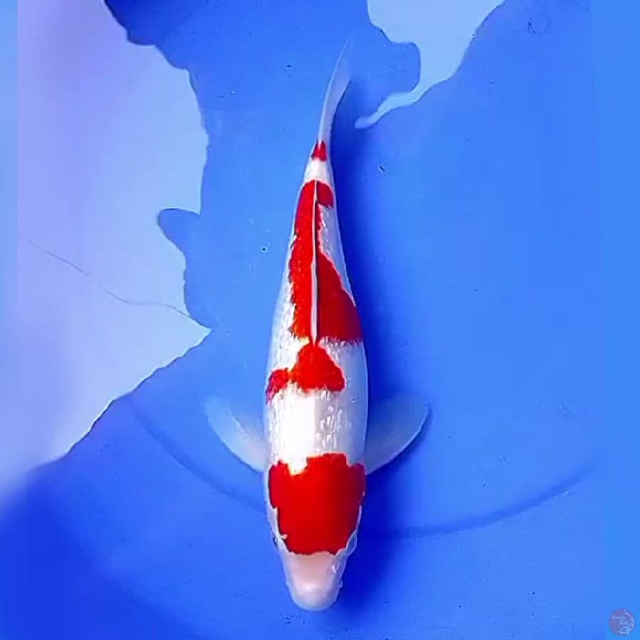 34cm ORIGINAL MARUTEN KOHAKU GINDRIN