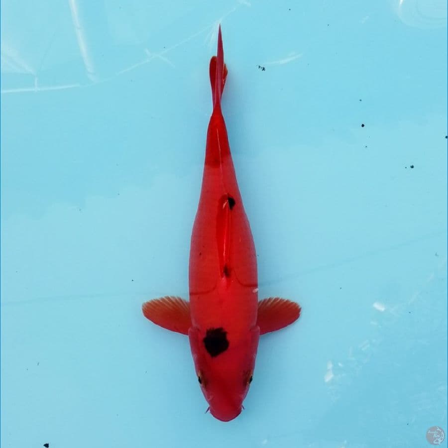 Merah Darahku 27 cm