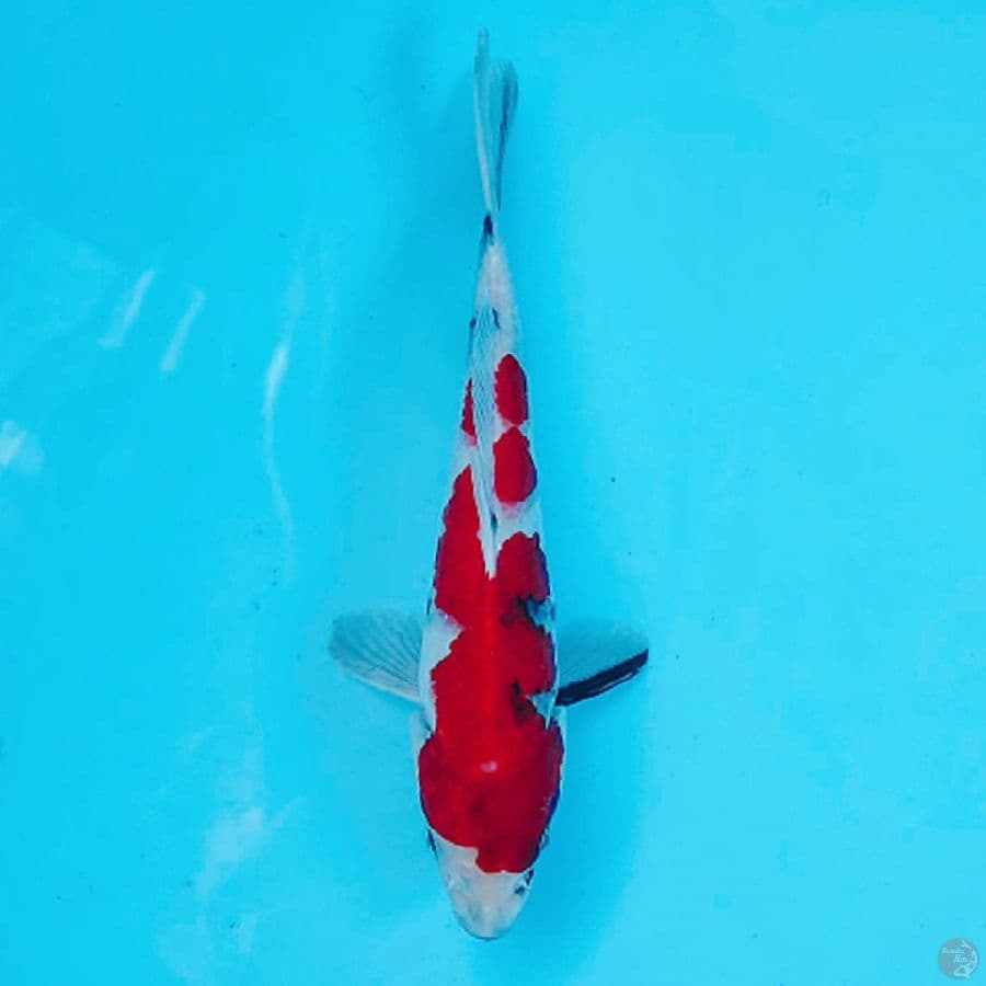 TATEGOI SHOWA 24CM MALE