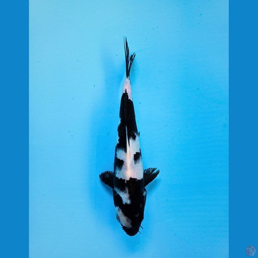 shiro 24cm male