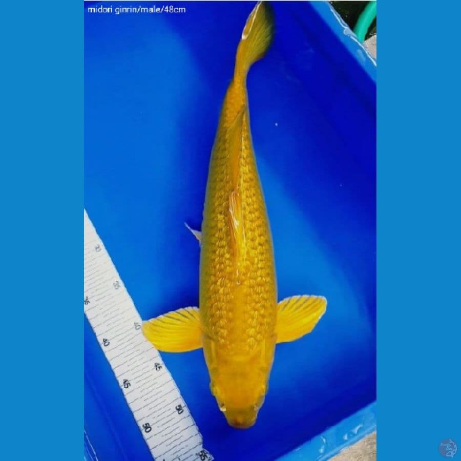 midori jantan 50 cm