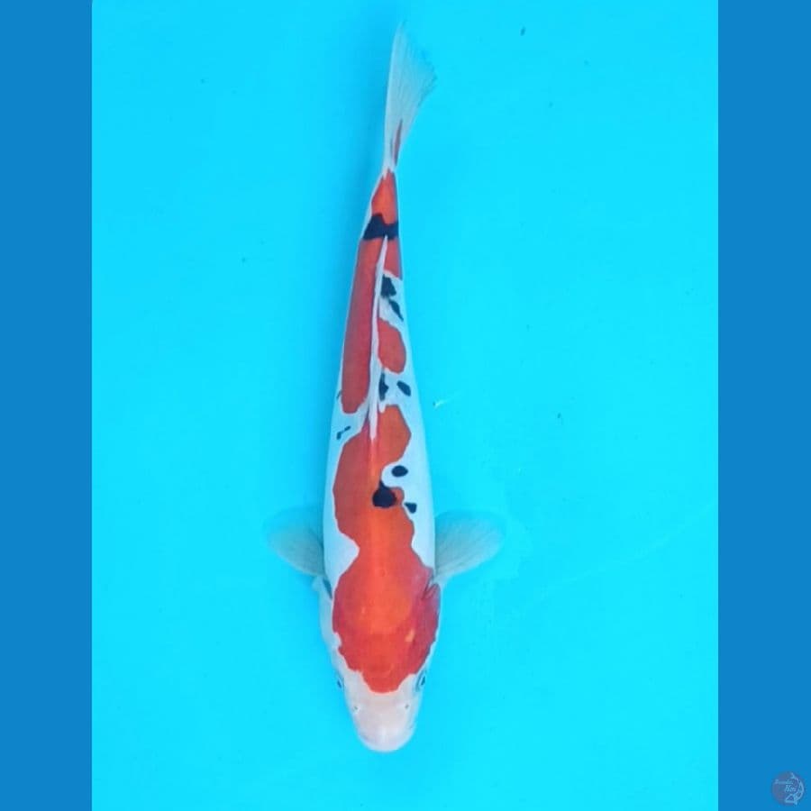 Doitsu sanke 28 cm