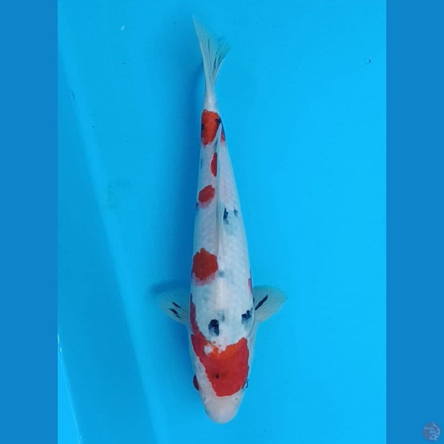 sanke 28 cm
