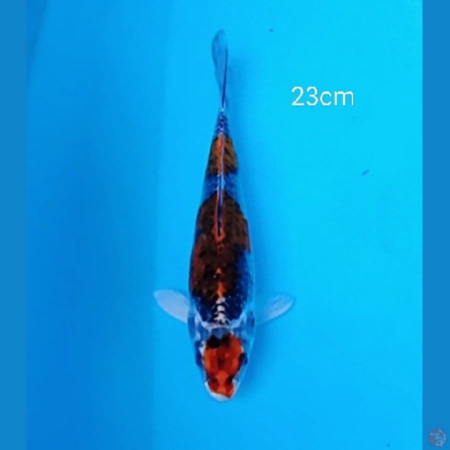 Original maruthen kujaku 23cm