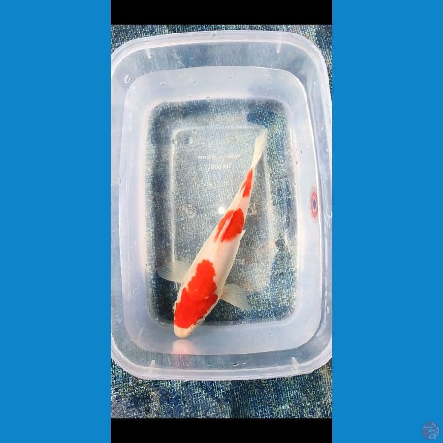 Mini Kohaku 20 cm
