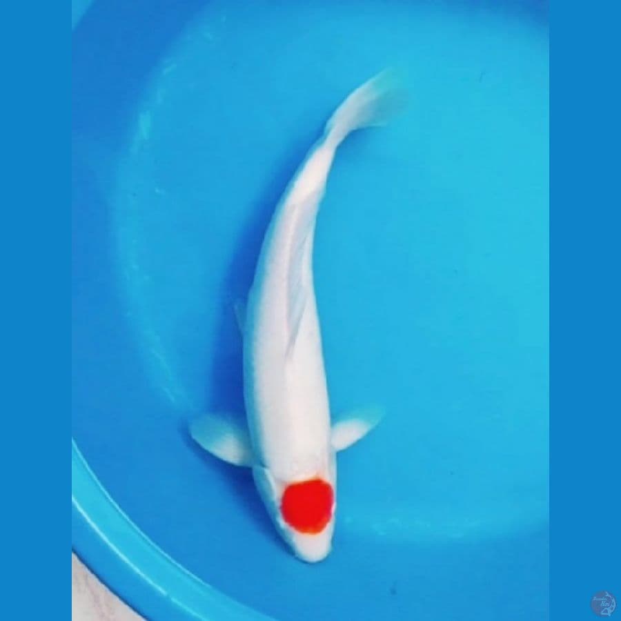Tanco kohaku super skin jantan 42cm