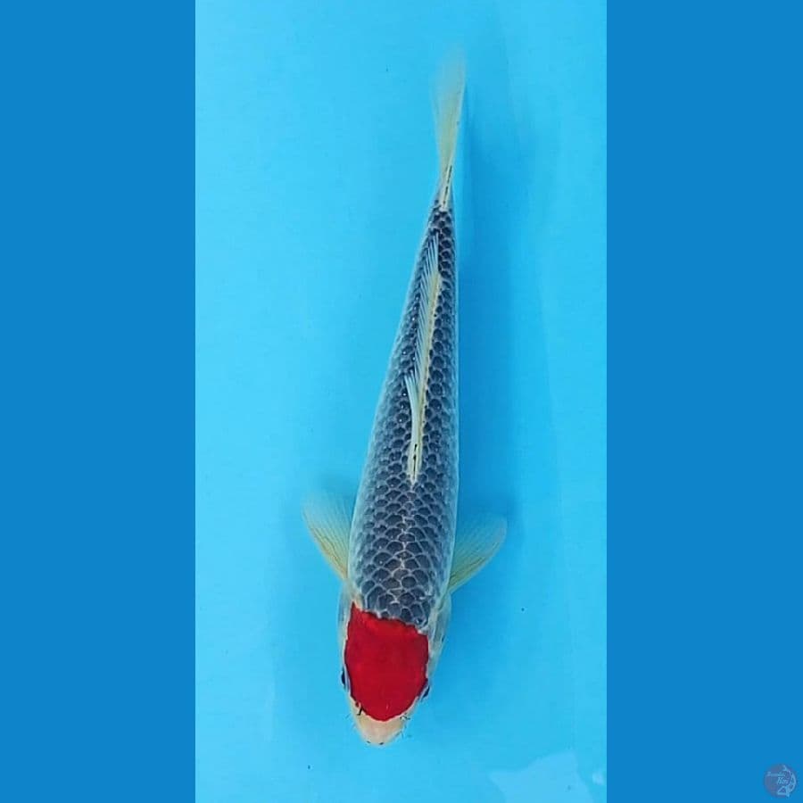 TANCHO RED GOSHIKI ORIGINAL 30CM ( INCLUDE SERTI JUARA SIZE 25BU )