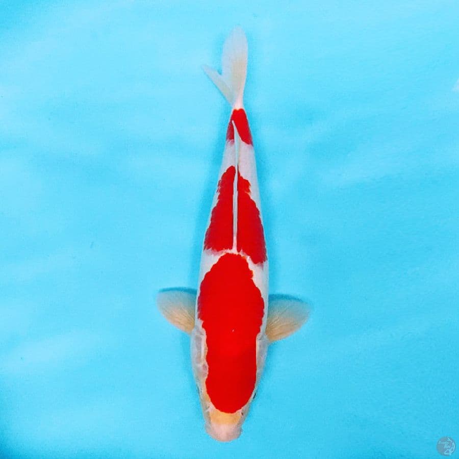 KOHAKU MERAH KUAT 3 STEP MALE 35CM CALON PEJANTAN