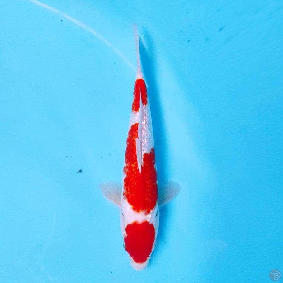 GINRIN KOHAKU MARUTEN ORI 27CM MALE