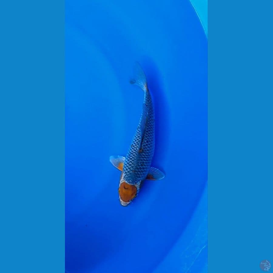Tancho Uchiba 29cm