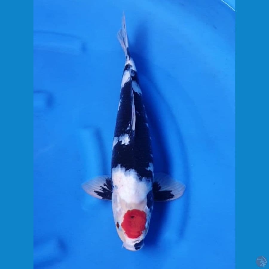 jantan 45 cm Tancho showa