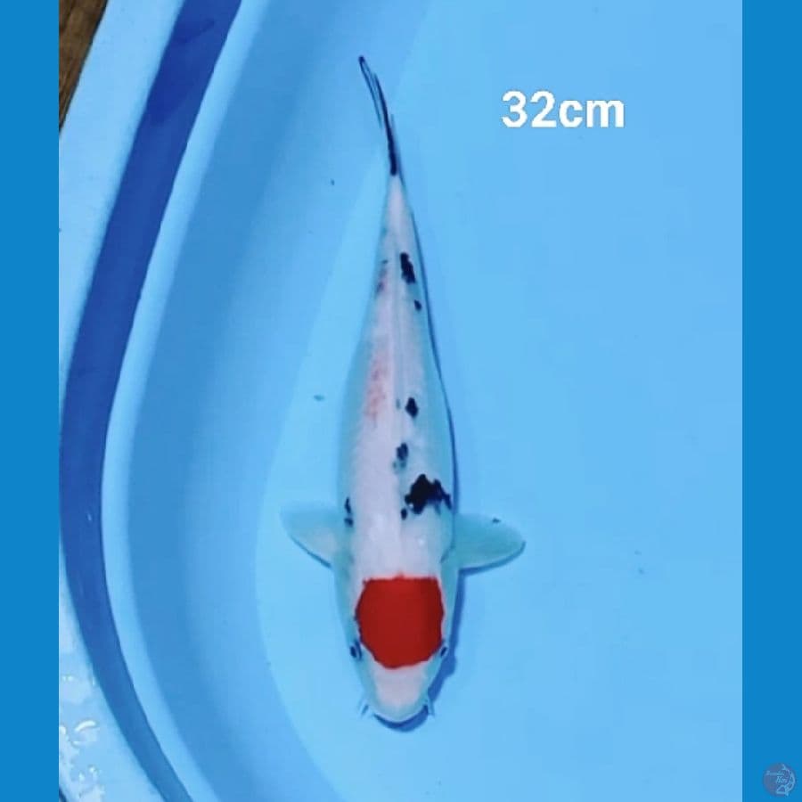 Original Tancho sanke 32cm