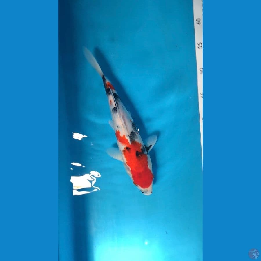showa 30 cm