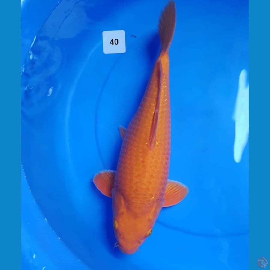 red karasi