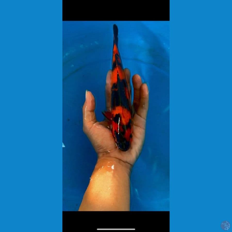 HIGH- HiUtsuri 22cm