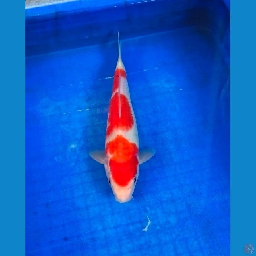 kohaku ±28cm MALE