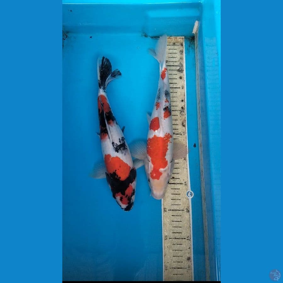 2ekor showa 31,33cm