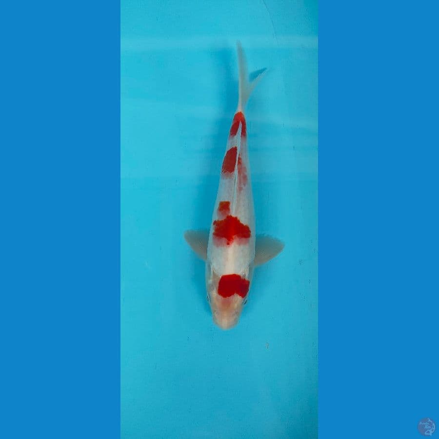 KOHAKU GOOD SKIN 27 CM