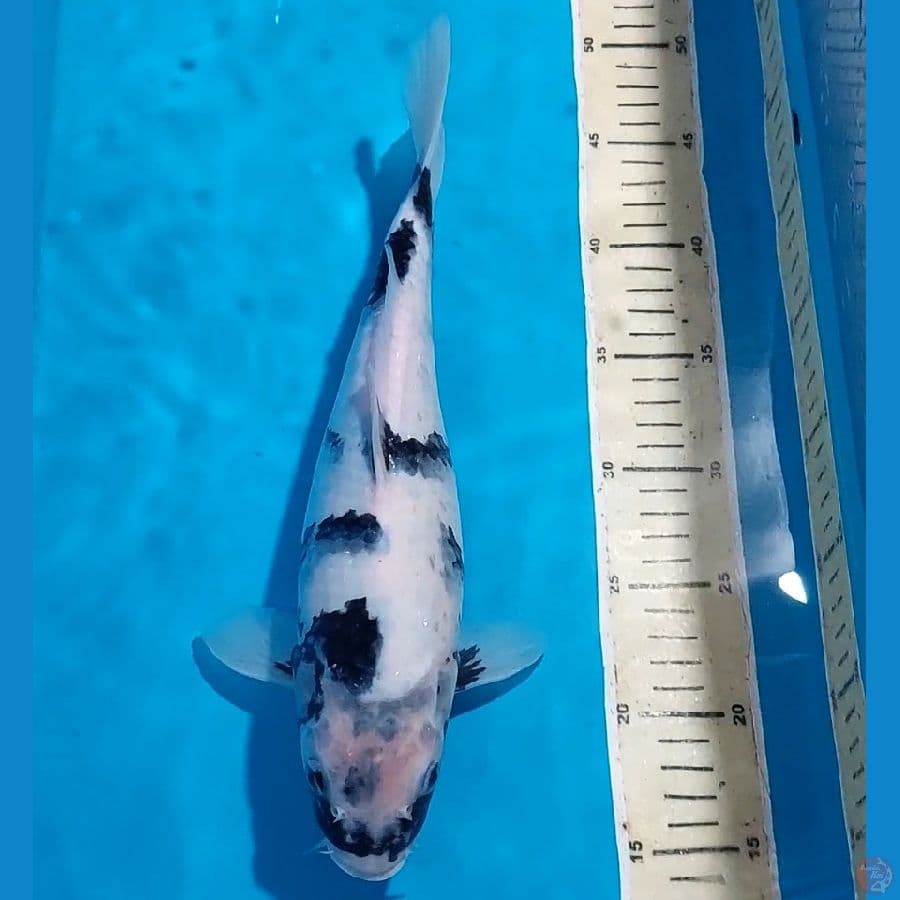 SHIRO 31 CM