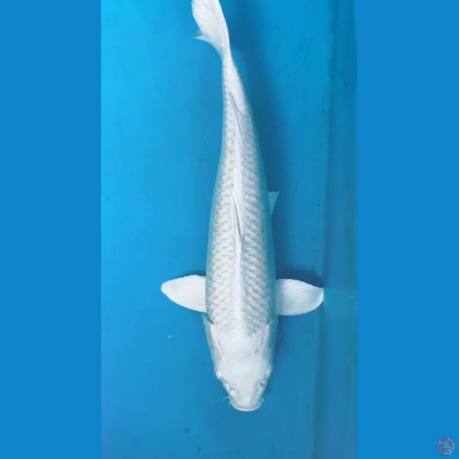 platinum jumbo 50cm jantan