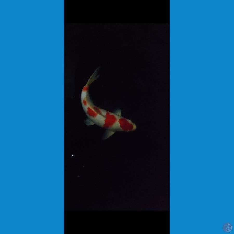 jantan 5 steps original kohaku