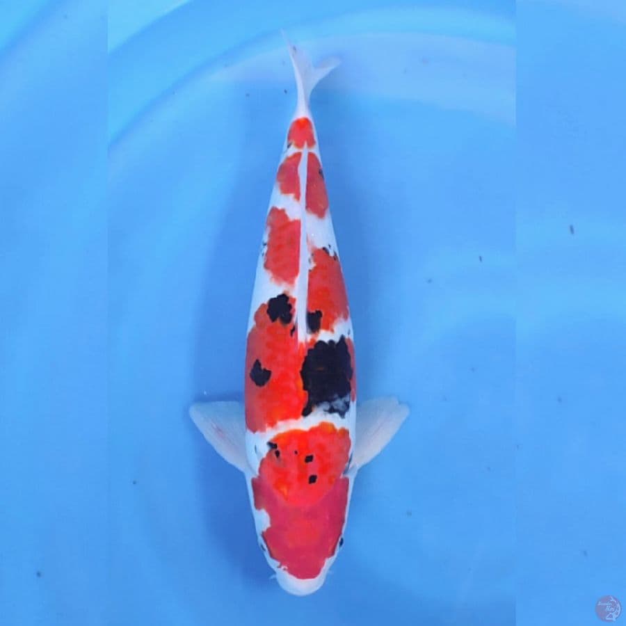taisho sanshoku 35cm
