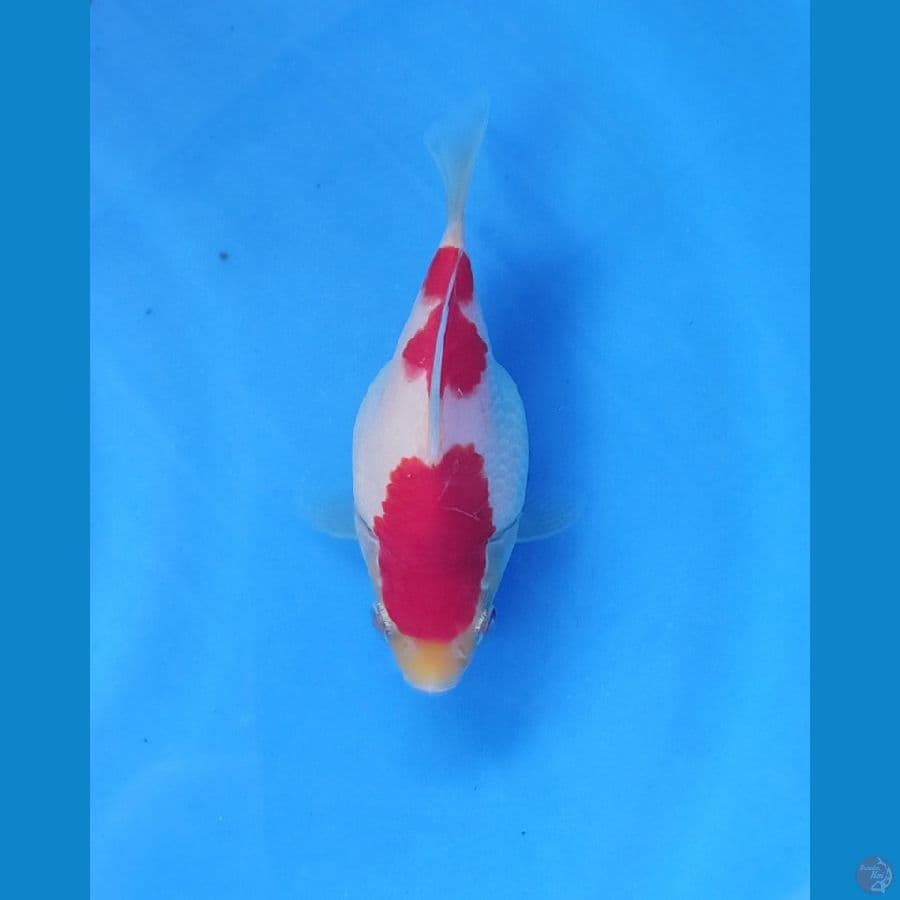 tamasaba 13cm