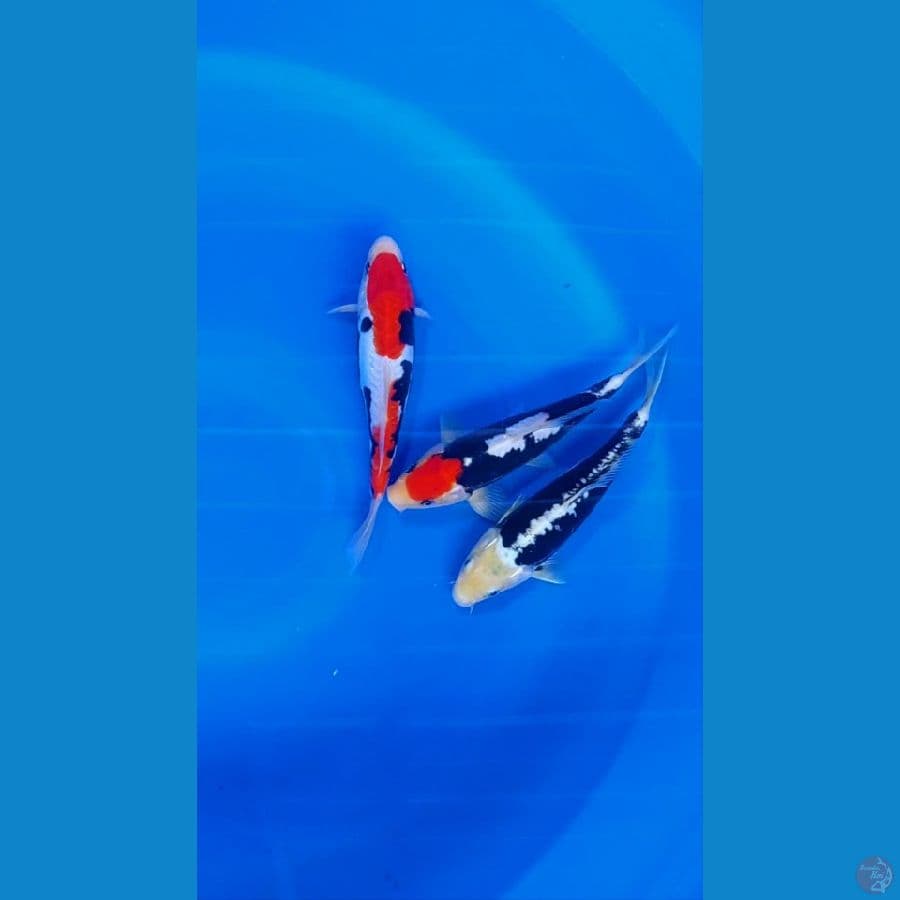 trio hq sq 23-24cm