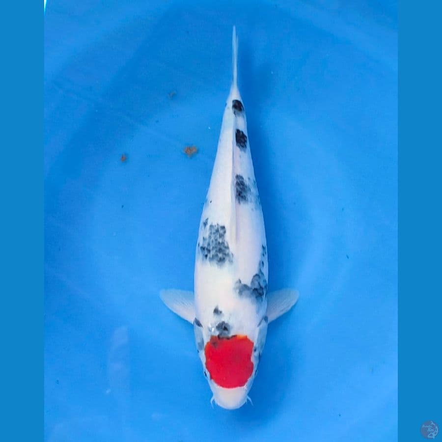 tanco showa 32cm