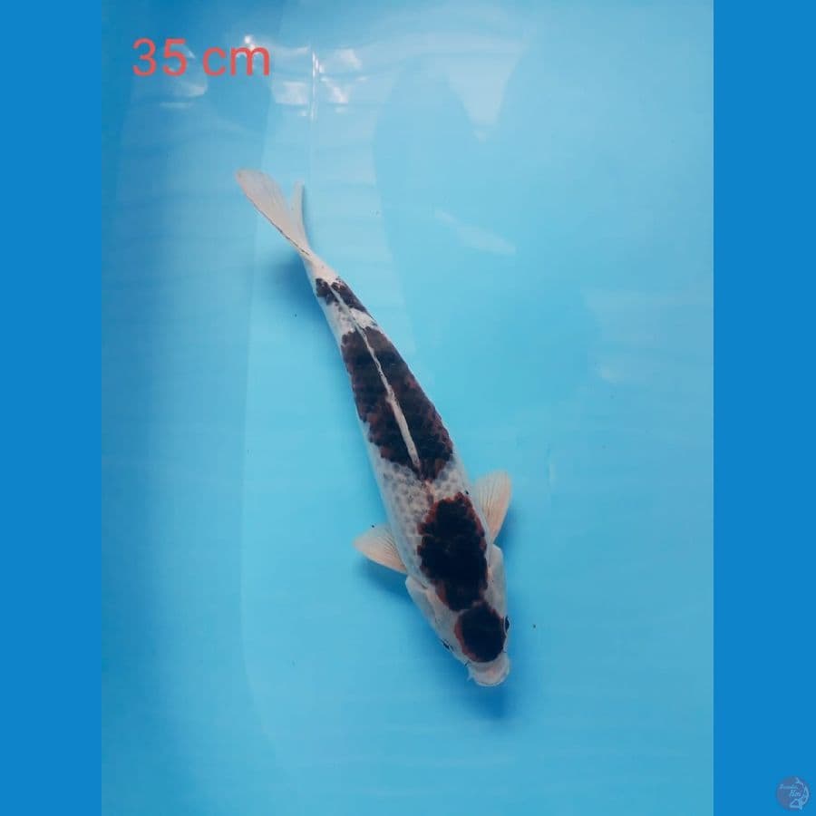 goromo