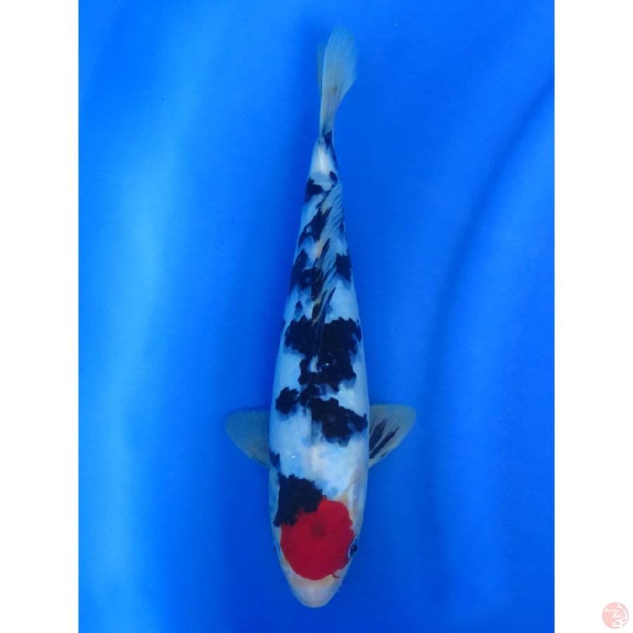 Tancho Sanke Ori - 30cm