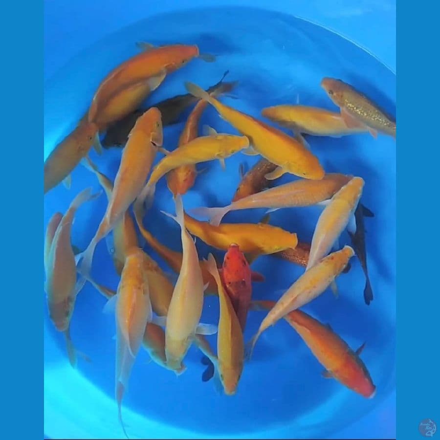 paket karamel dan karashi mix ginrin 20-27cm 27ekor