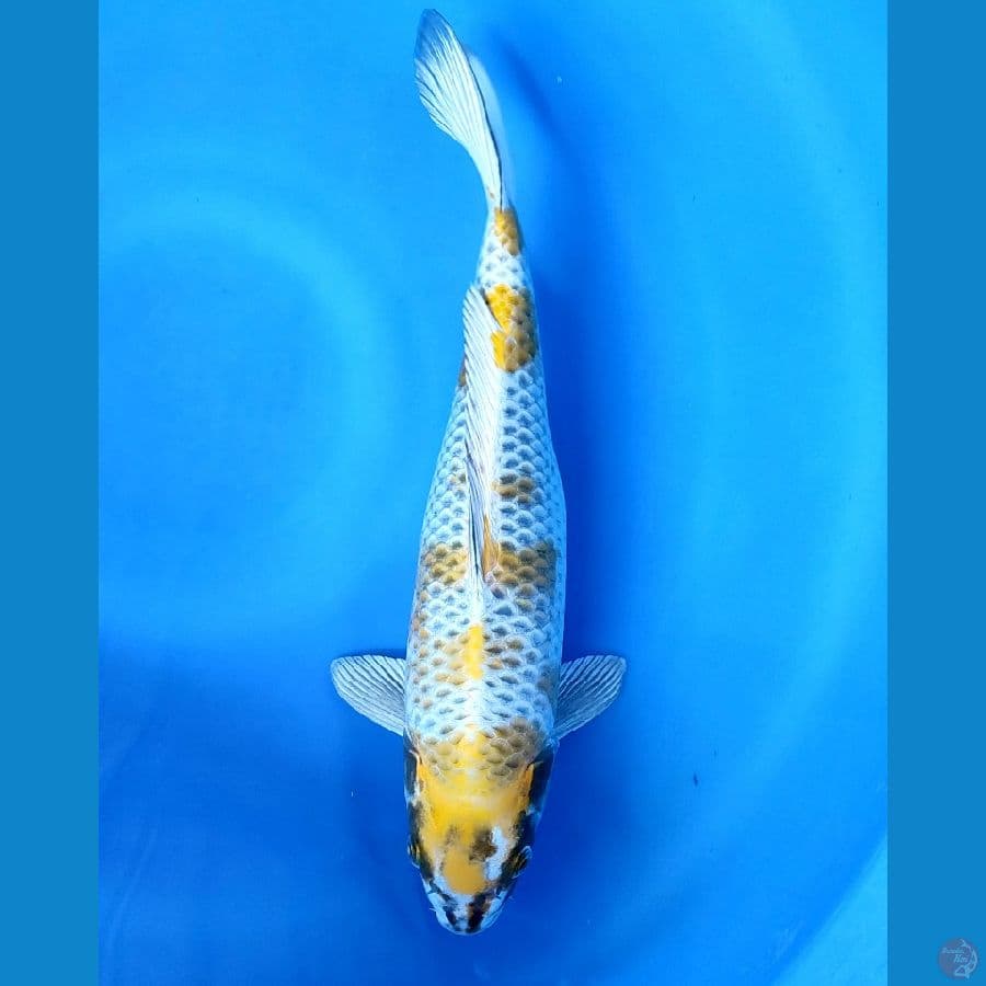 kujaku kirin 35cm