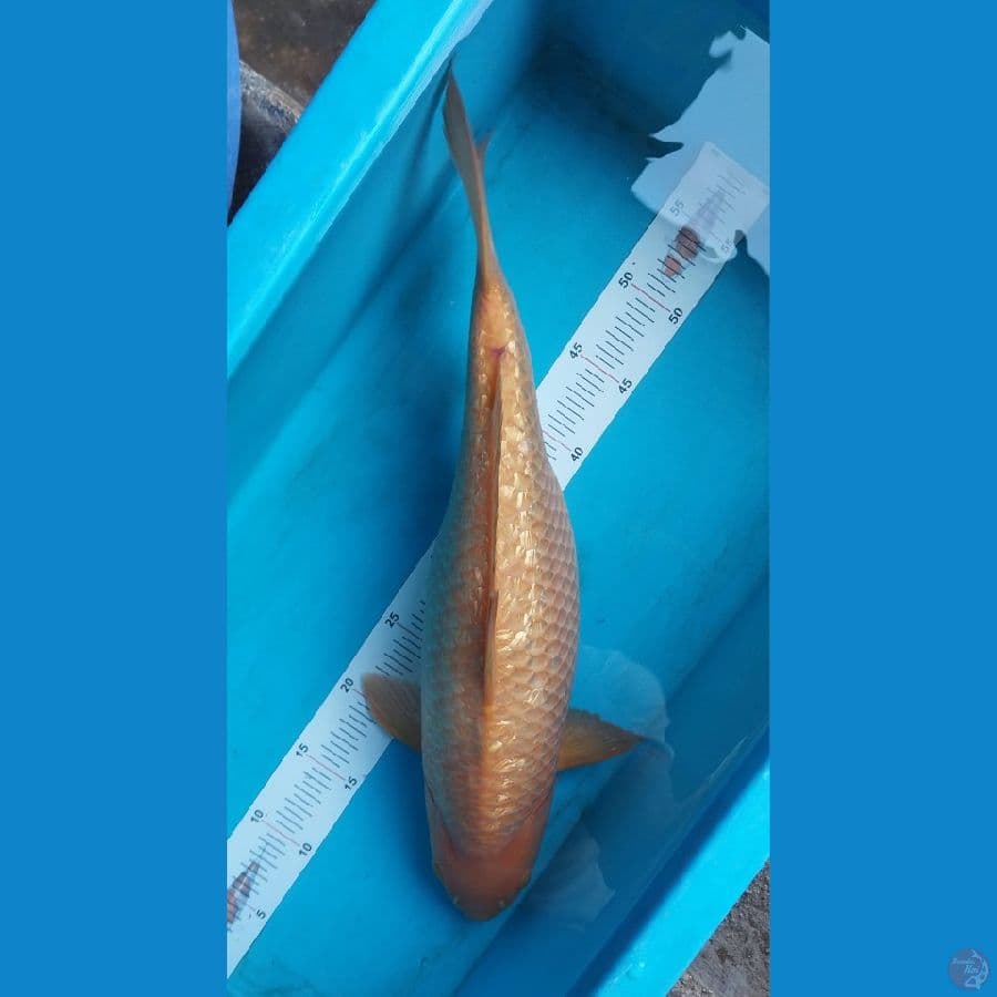 KARASHI