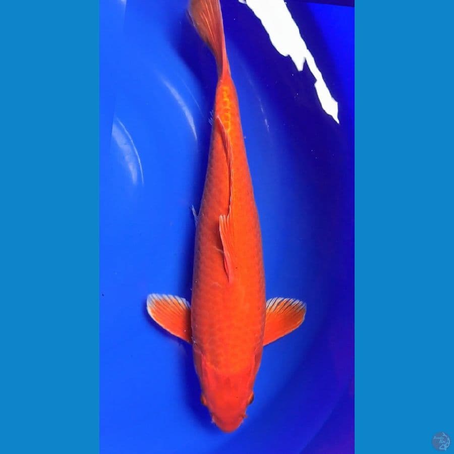 Orenji 42cm