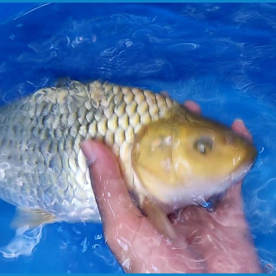 chagoi ber punuk
