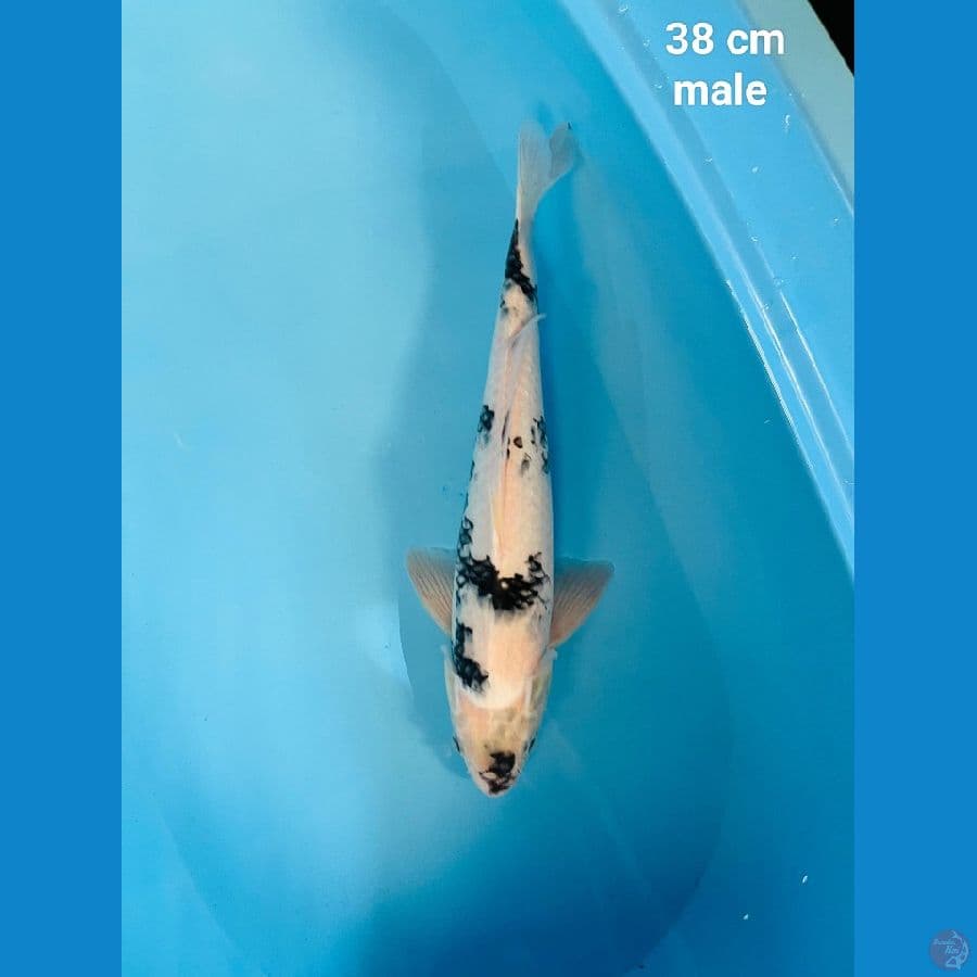 Shiro tategoi 38 cm