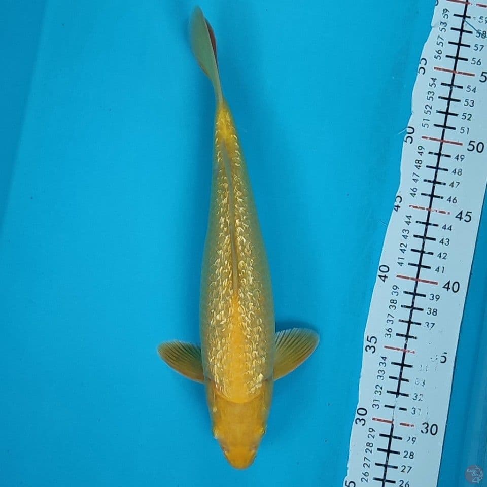 karashi ginrin 30cm/M
