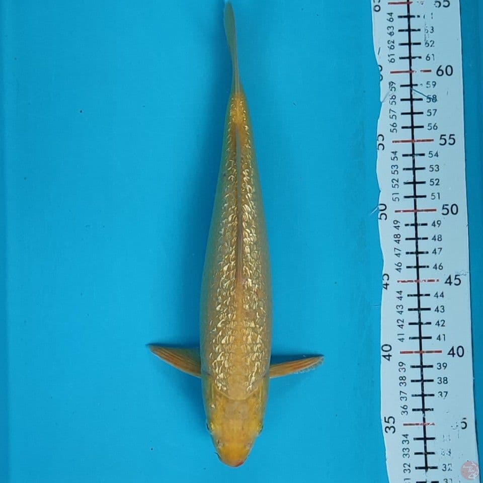 karashi ginrin 31cm/M