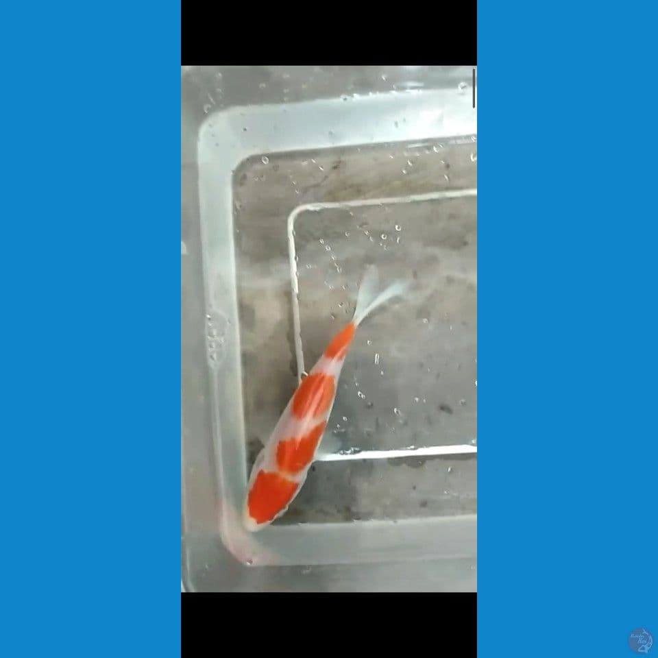 12cm Kohaku SQ