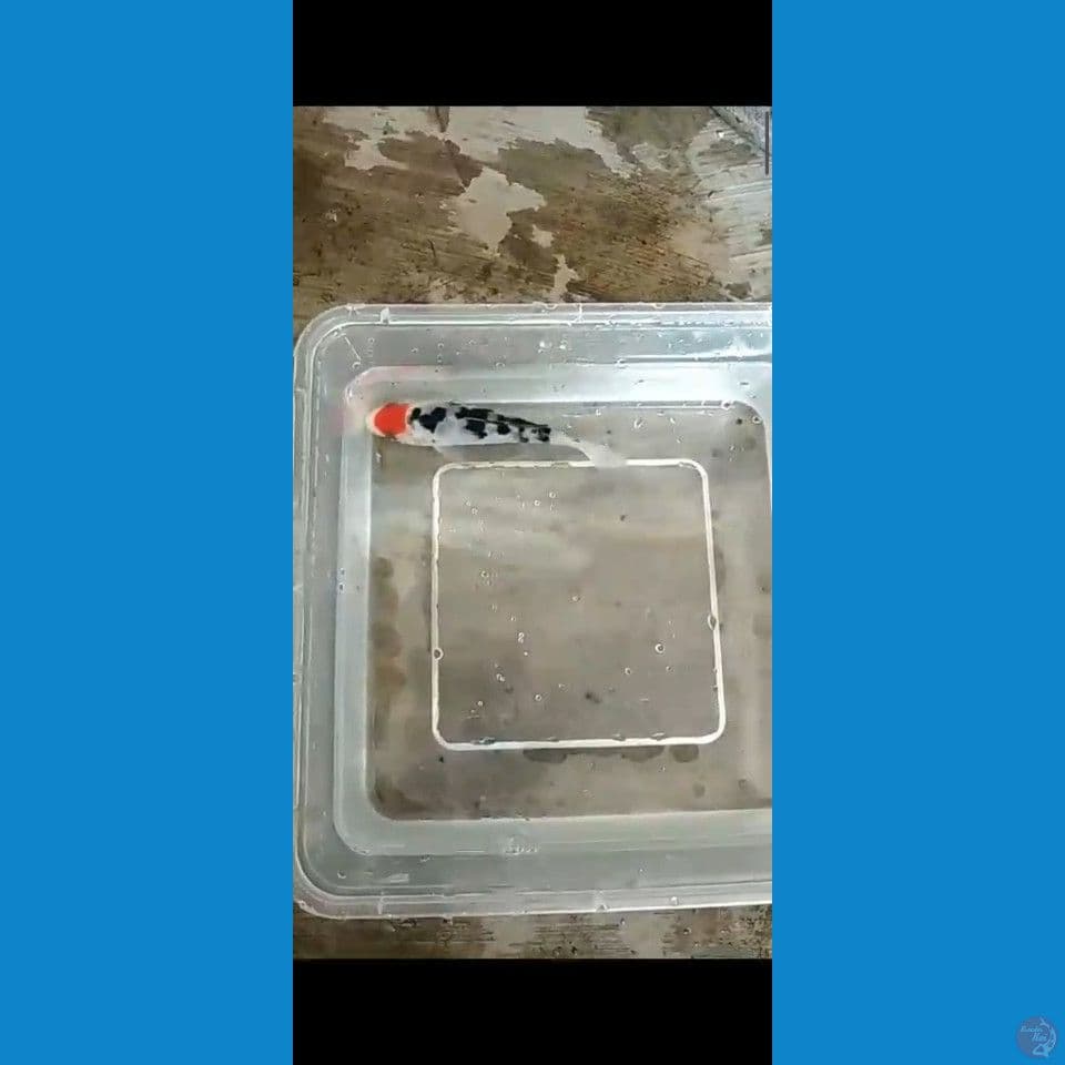 11cm Tc Sanke