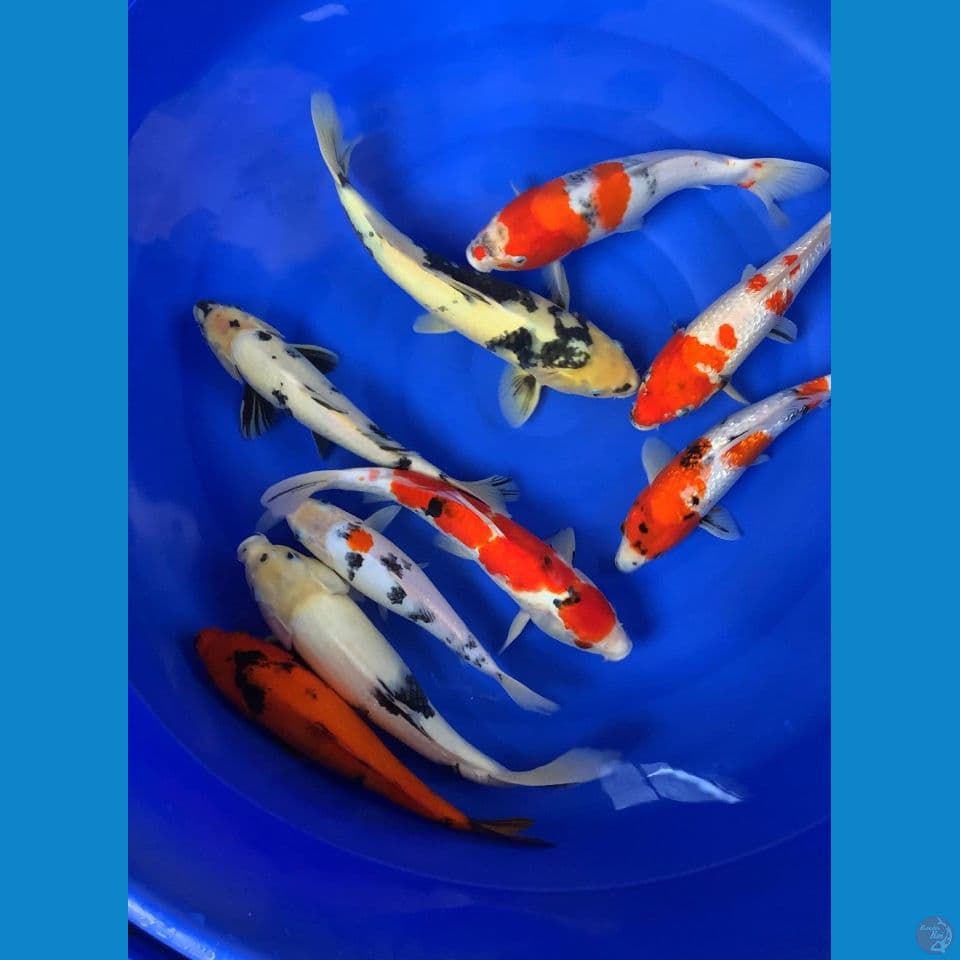 paket 35-40 cm