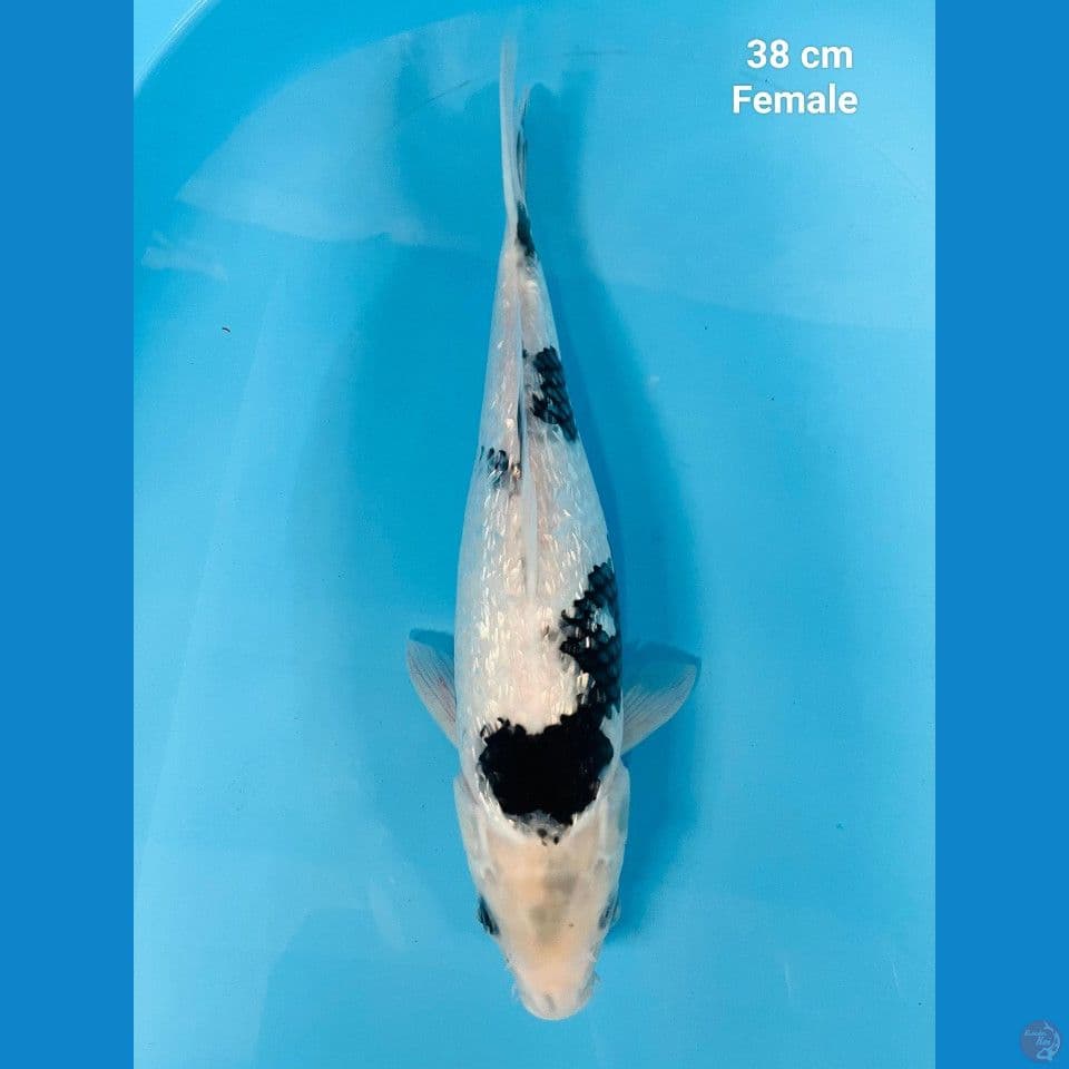 Shiro ginrin tategoi 38 cm