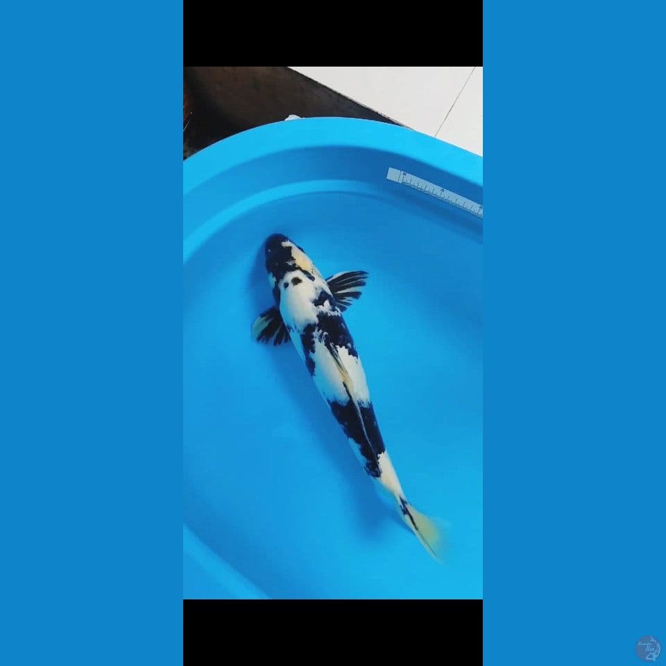 Male 55 cm PUNUK