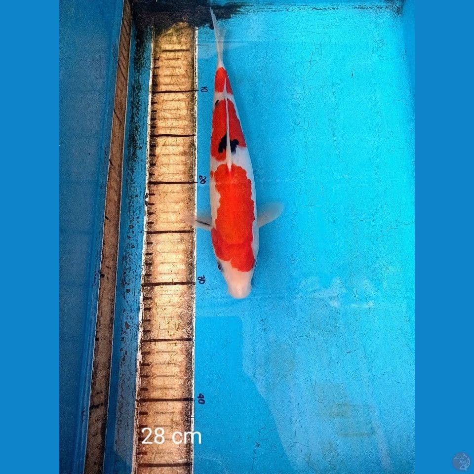 sanke 28 cm