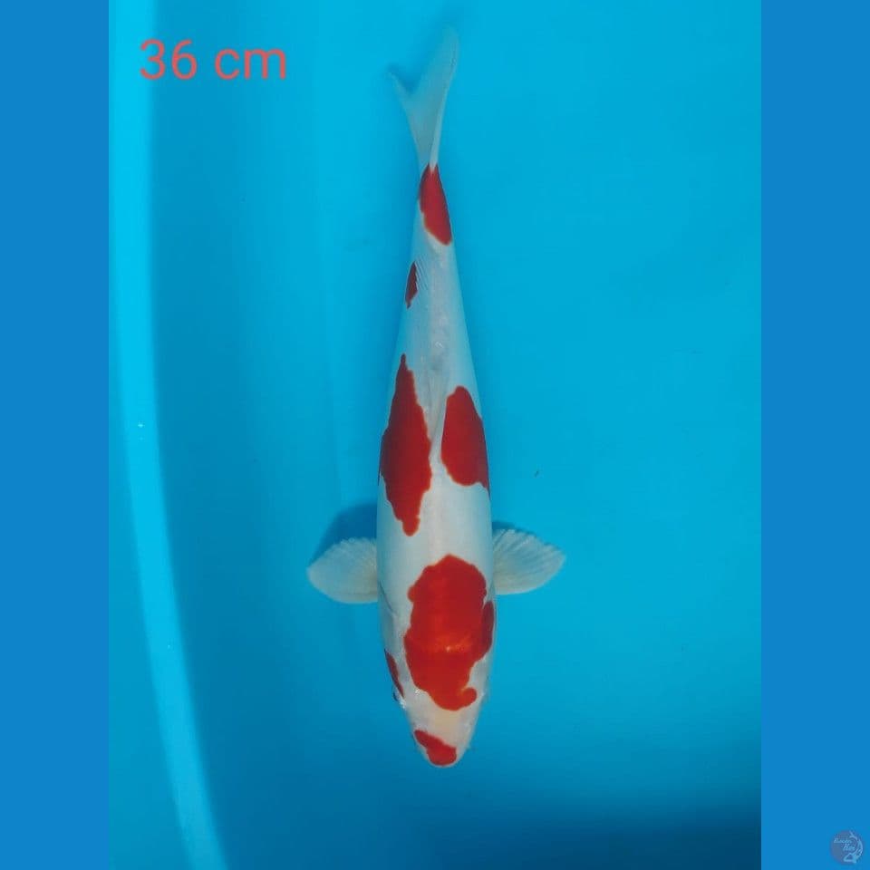 kikushui 36 cm