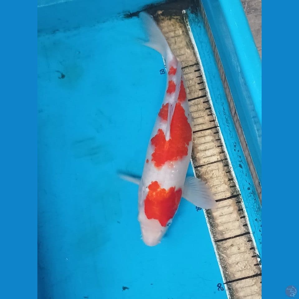 kohaku 35 cm