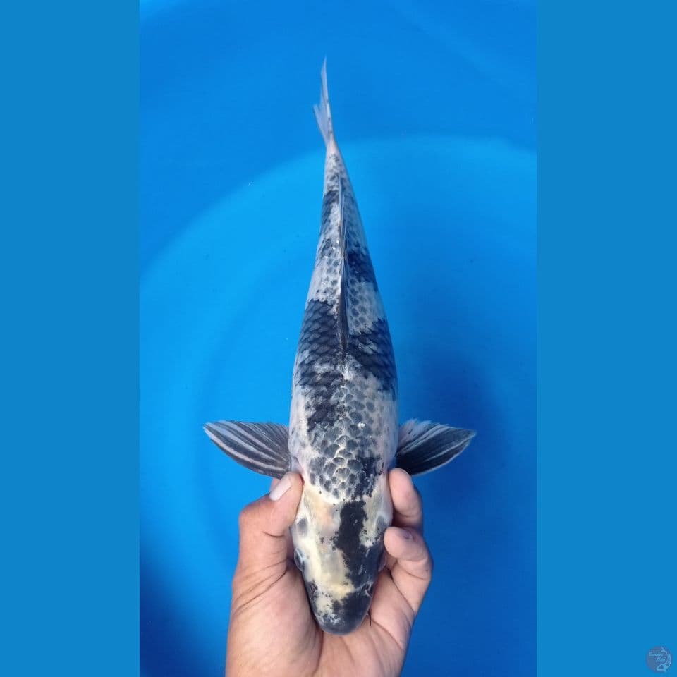 HAGSHIRO 42CM